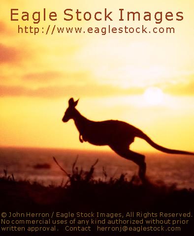 Australia Kangaroo Picture with Sunset  #kang01 - Absolutely stunning Kangaroo photo.   Prints are available of this image.  West Australian sunset photo.